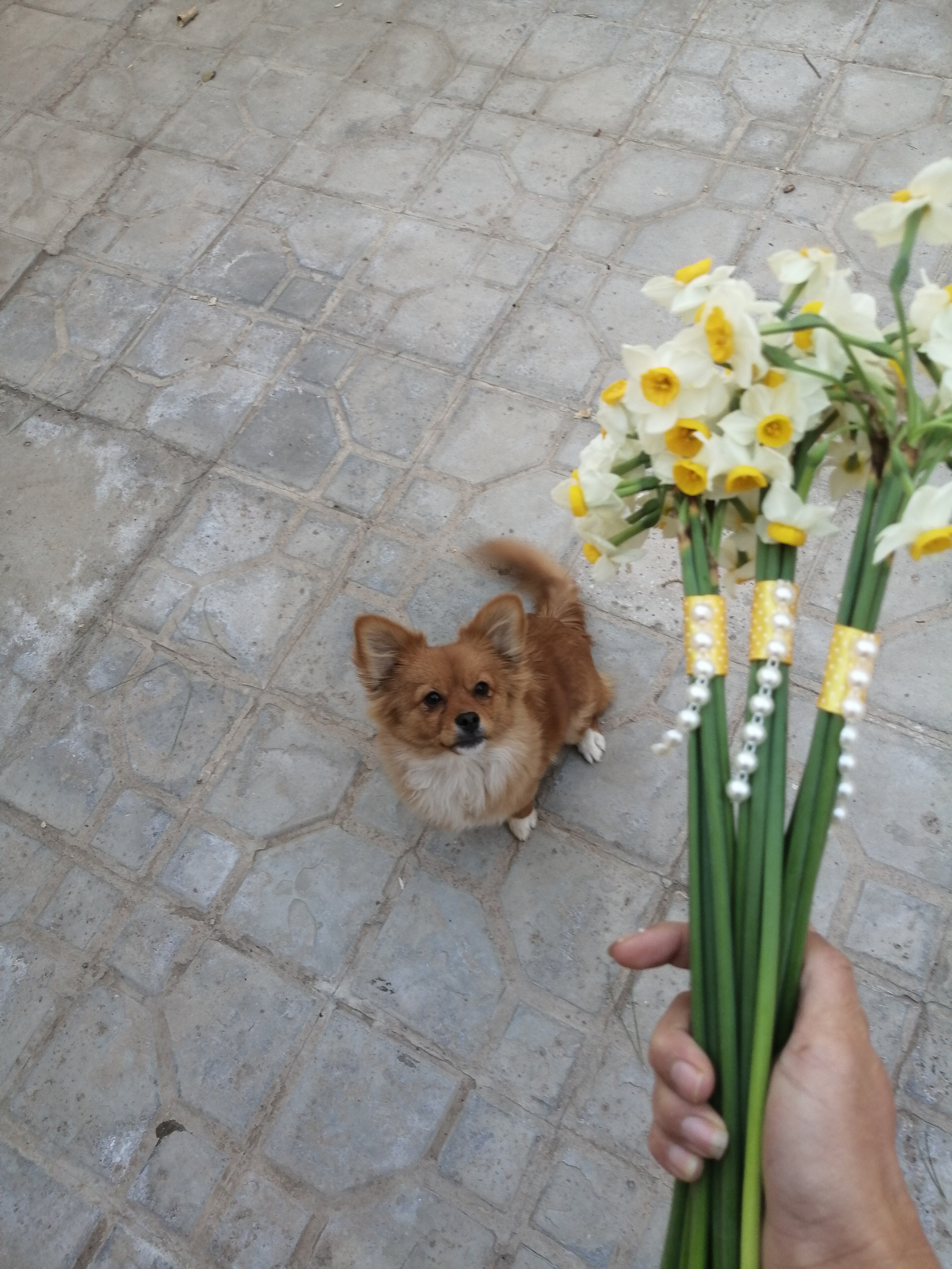 گلفروشی آنلاین گناباد